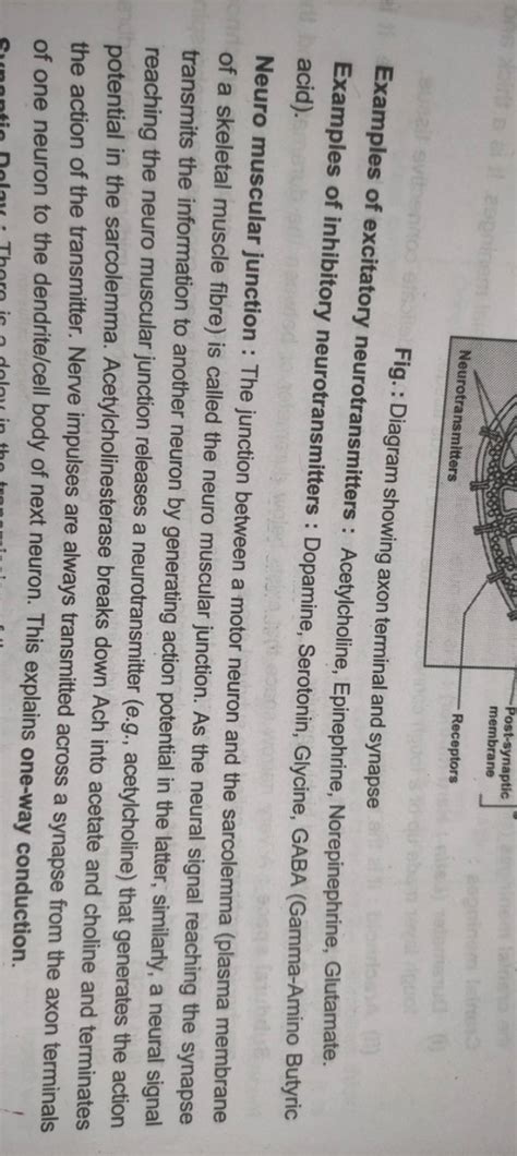 Fig. : Diagram showing axon terminal and synapse Examples of excitatory n..