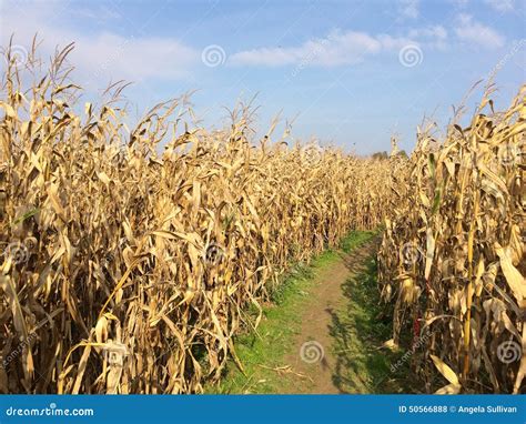 Golden Yellow Farm Corn Field Path Stock Photo - Image of blue, farm ...