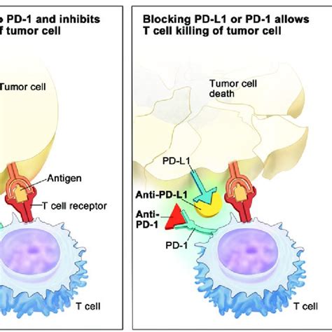 Mechanism of action of PD-1 and PD-L1 inhibitors. Tumor cells develop... | Download Scientific ...