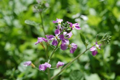 Wild Radish Flowers (edible) www.urbanoutdoorskills.com Radish Flowers ...