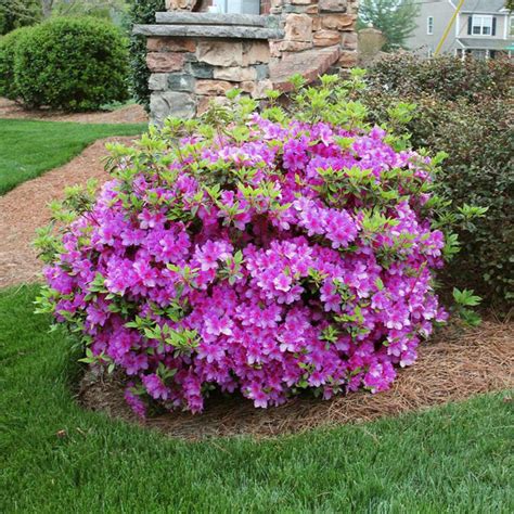 Autumn Royalty® Encore® Azaleas for Sale | BrighterBlooms.com