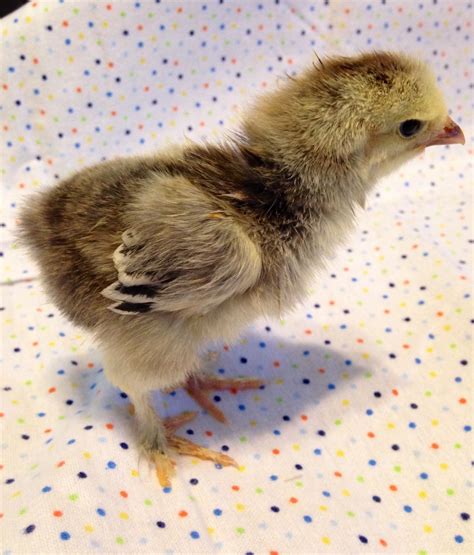 Can anyone tell me a breed on these baby chicks??? | BackYard Chickens - Learn How to Raise Chickens