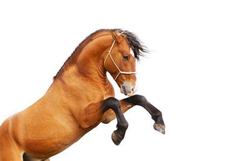 Royalty Free Rearing Horse Pictures, Images and Stock Photos - iStock