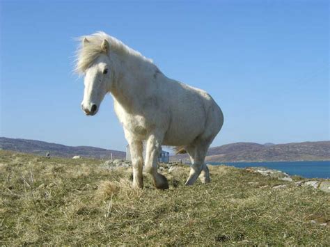 Eriskay Pony Breed Information, History, Videos, Pictures