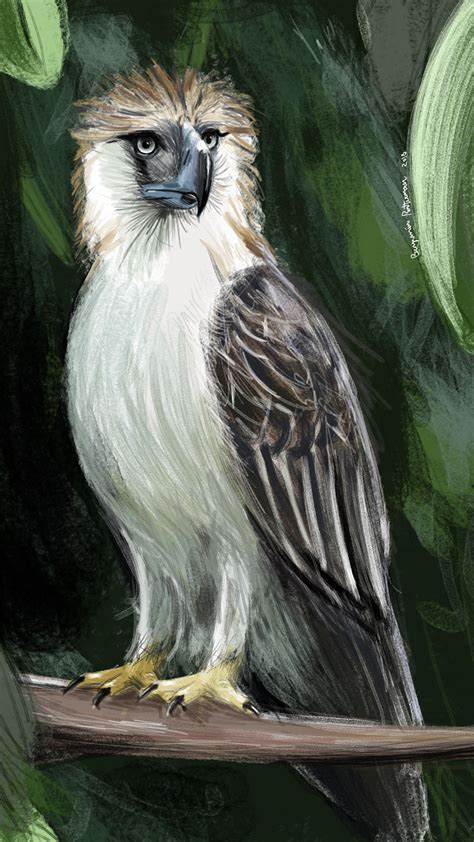 Philippine Eagle in 2022 | Philippine eagle, Eagle drawing, Creature design