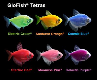 Glo Widow Tetra Assorted Colours | ubicaciondepersonas.cdmx.gob.mx