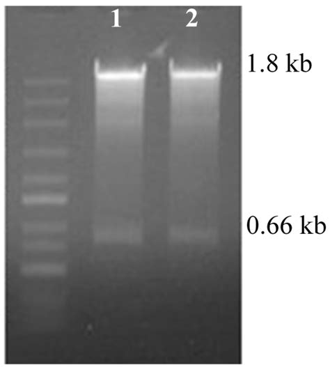 Molecules | Free Full-Text | Strengthening Triterpene Saponins Biosynthesis by Over-Expression ...