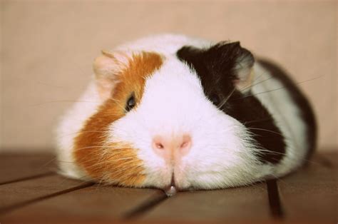 Guinea Pigs As Pets Reddit | Pets Animals US