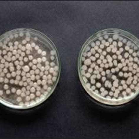 Calcium alginate beads formed from 20-30 cm These beads were obtained ...