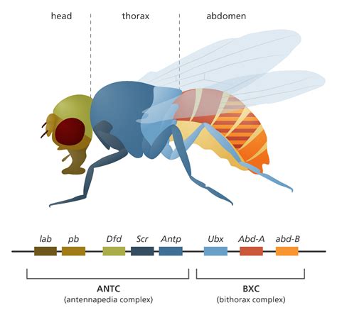 Discover the Genetics of Fruit Flies with Illustrations