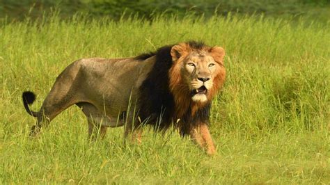 Gir National Park - Wildlife & Safari Information | Tour My India