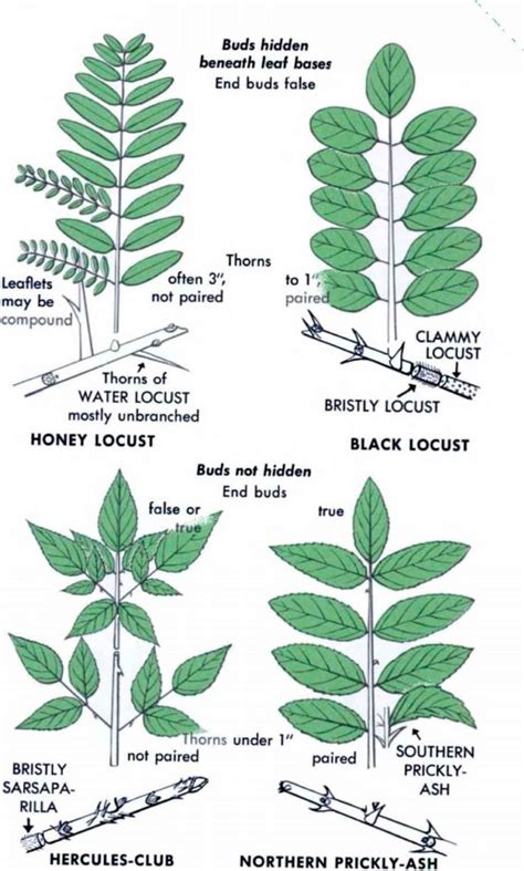 Image result for black locust vs honey locust | Leaf identification ...