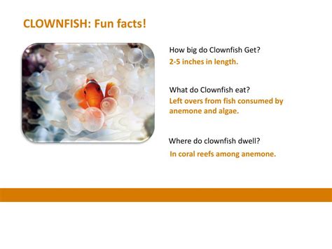 PPT - CLOWNFISH: Fun facts! PowerPoint Presentation, free download - ID:2845922