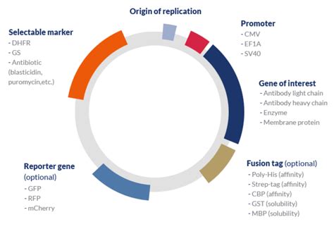 A guide to recombinant protein expression: hosts, vectors & tags ...