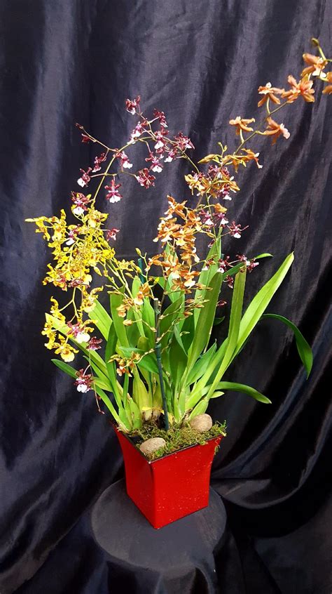 TRIPLE HYBRID ONCIDIUM ORCHID PLANT in Lihue, HI | Flowers Forever LLC