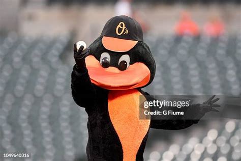 The Baltimore Orioles mascot performs before the game against the ...