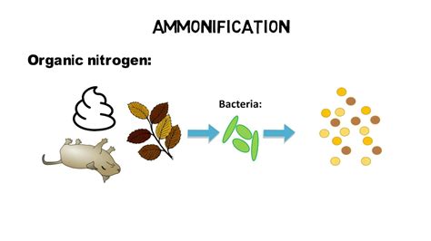 What is TKN, ammonia, ammonium - nitrogen cycle - YouTube