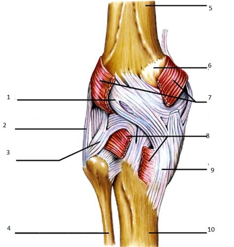 Poster Knee Ligaments Diagram | Quizlet