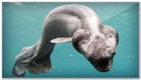 Bizarre Deep Sea Creatures - Gallery | eBaum's World