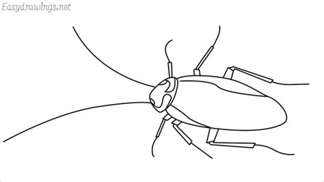 How to draw a cockroach step by step for beginners