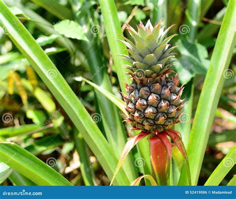 Pineapple fruit tree stock photo. Image of pineapple - 52419086