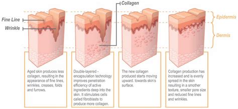 Stem Cell Anti-Aging Science | Dermal Store