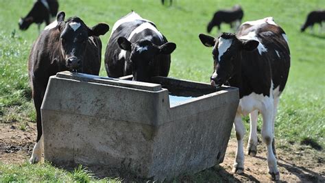 Advice on testing and keeping water clean for livestock - Farmers Weekly