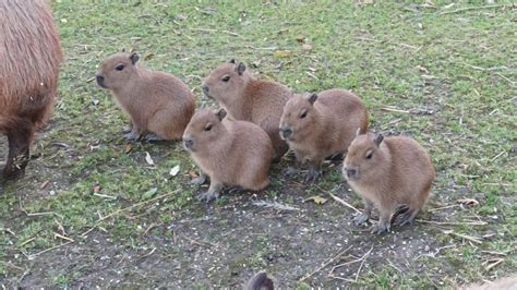 Capybara babies born at Dartmoor Zoo - Dartmoor Zoo