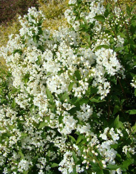 Deutzia gracilis ‘Nikko’ - Moon Nurseries