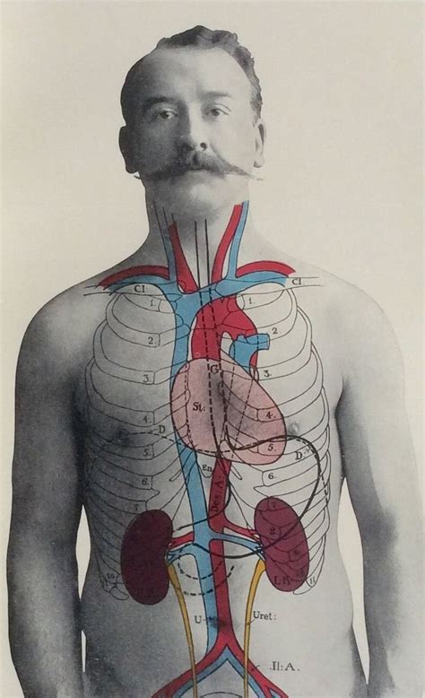 Antique 1900s Medical Diagram Scientific Print Human Anatomy Kidneys Front 1908 | eBay | Medical ...