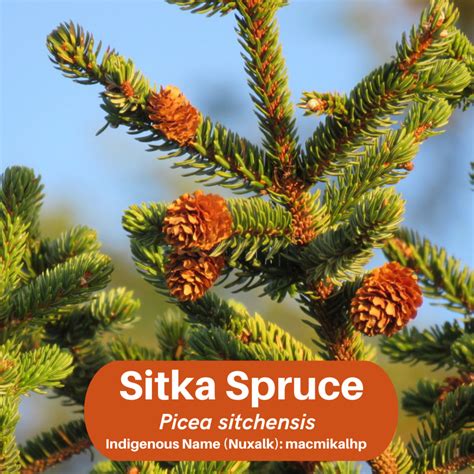 Creature Feature: Sitka Spruce | NEC