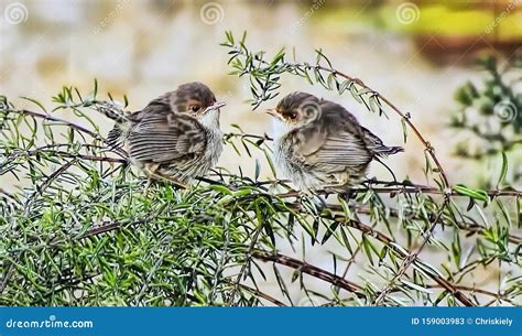 Superb Fairy Wrens Just Left the Nest Stock Image - Image of walk ...