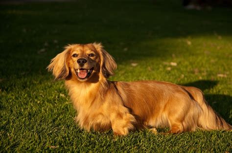 Golden Retriever Dachshund Mix - MIXREDP