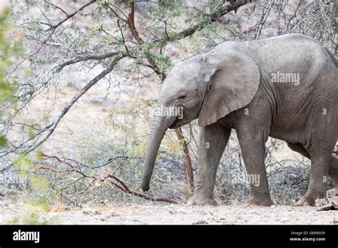 The desert-adapted elephants of Damaraland, Namibia Stock Photo - Alamy