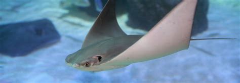 Buy Blackpool SEA LIFE Centre tickets | VisitBritain