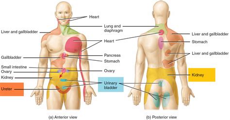 Ureter Anatomy & Function - Ectopic Ureter, Ureter Pain & Ureter Cancer