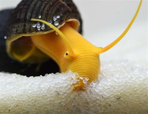 a close up of a snail with its head in the air and water droplets on it's shell