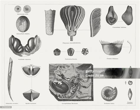 Carboniferous Fossils Wood Engravings Published In 1878 High-Res Vector Graphic - Getty Images