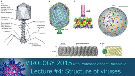 Pin on virology