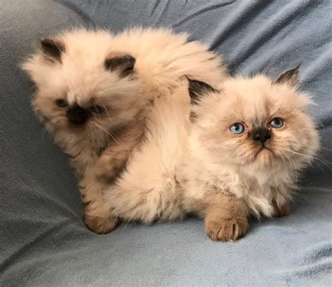 Himalayan Persian Cats For Sale | Palmdale, CA #275468