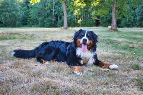 Bernese mountain dog: Dog breed characteristics & care