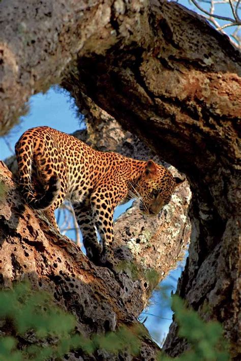 Inspiring wildlife at #Yala National Park | National parks, Wildlife, Yala