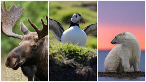 The 5 most iconic Canadian animals | Nature of Things