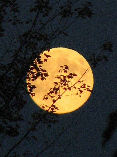 Fall harvest moon | Beautiful moon, Good night moon, Autumn inspiration