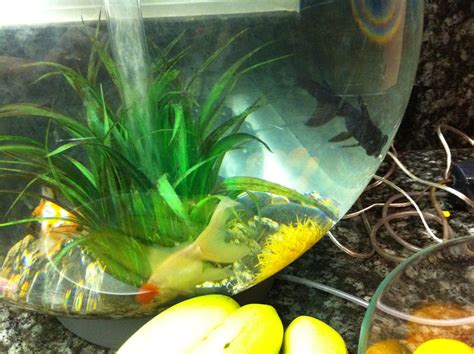 Introducing our 2 new fish. Raspberry and, er, Fish. | Flickr