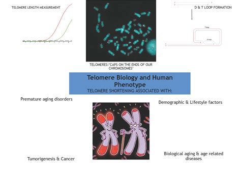 Cells | Free Full-Text | Telomere Biology and Human Phenotype