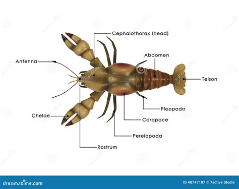 Astacus stock abbildung. Illustration von frech, nave - 48747187