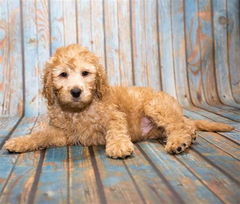 Small Poodle Mixes - 22 Adorable, Curly Poodle Mix Dogs