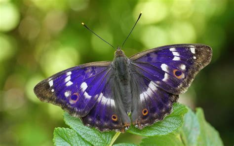 Matthew Oates, purple emperor butterfly expert | The Telegraph