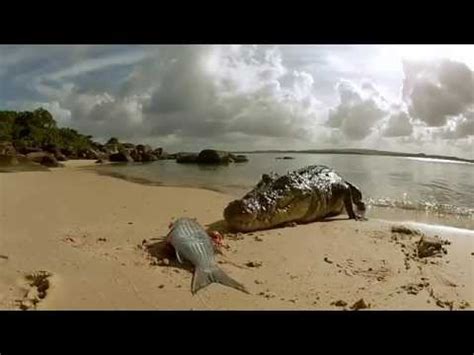 Saltwater Crocodile Documentary - Saltwater Crocodile Hunting - YouTube